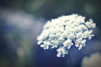 Close-up of snow on plant