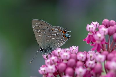 Close-up of butterfly pollinating on pink flower