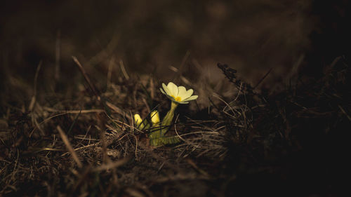 Close-up of yellow crocus flowers on field