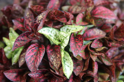 Full frame shot of leaves