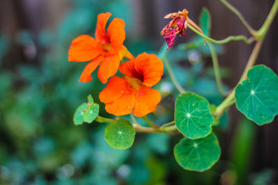 Close-up of red flowering plant