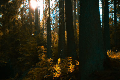 Trees in forest against sky