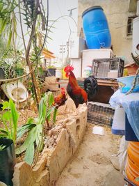 Man working by bird