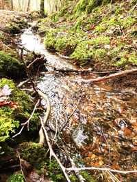 View of stream in forest