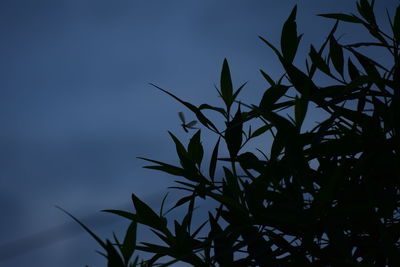 Low angle view of silhouette plant against sky at sunset