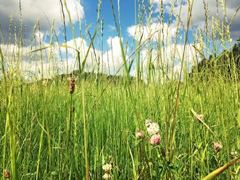 Plants growing on field