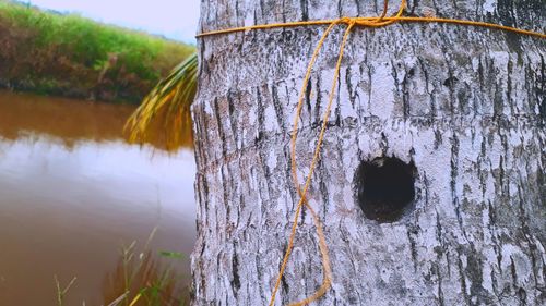 Close-up of tree trunk against plants