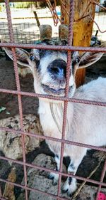 Portrait of goat in zoo