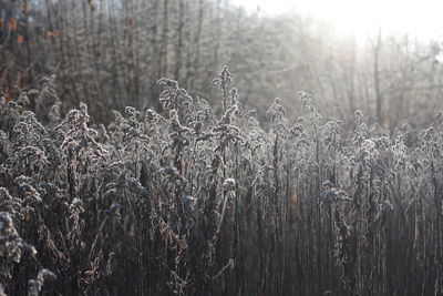 Close-up of frozen tree during winter