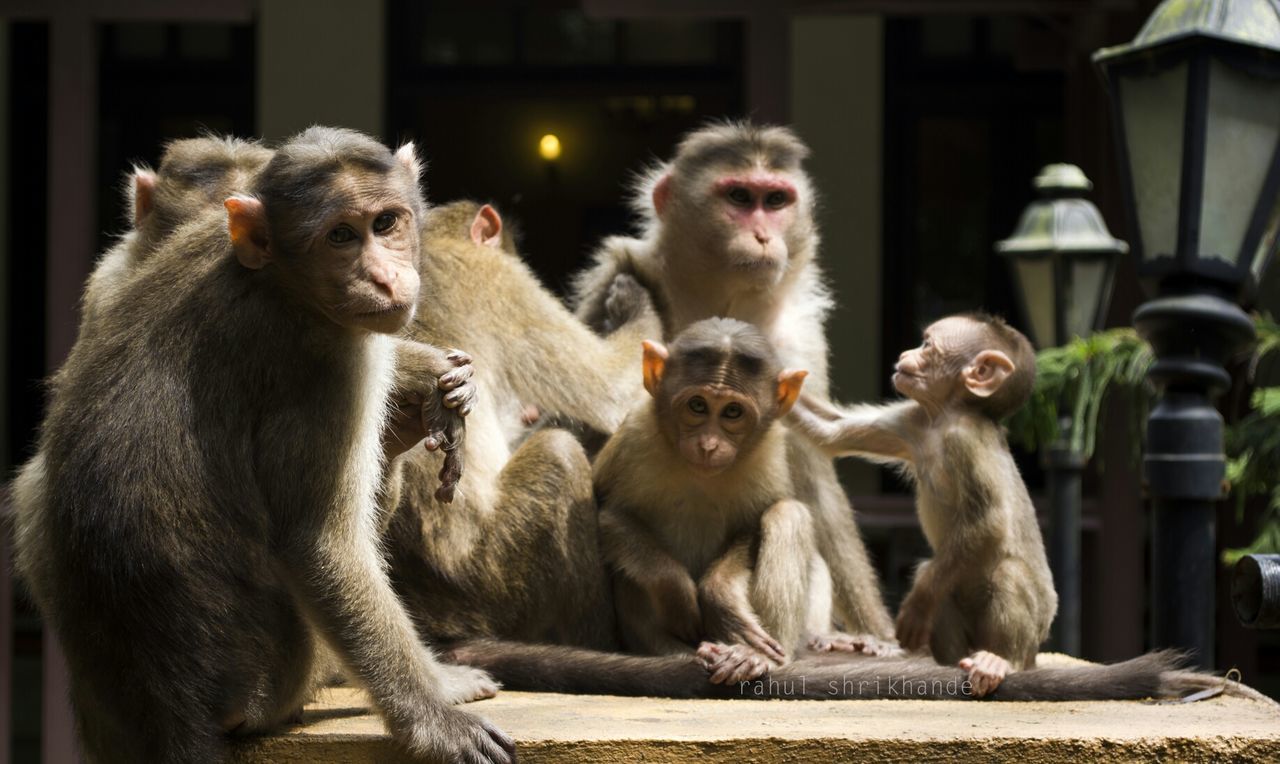 animal themes, monkey, togetherness, animals in the wild, wildlife, animal family, young animal, two animals, medium group of animals, three animals, focus on foreground, animals in captivity, sitting, mammal, four animals, outdoors, primate, zoo, bird