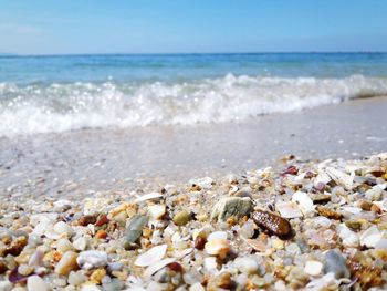 Close-up of seashells on shore at beach