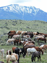 View of sheep on field