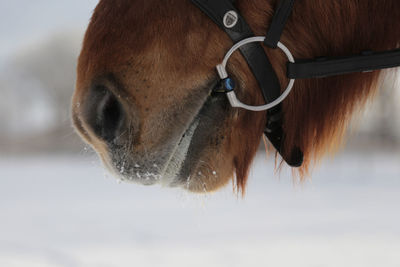 Close-up of horse