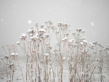 Close-up of plants during winter