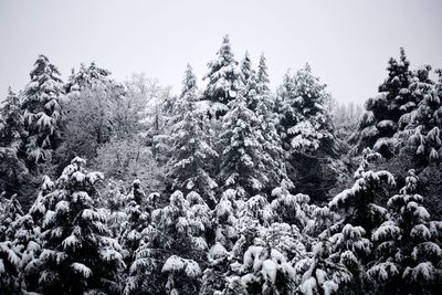 Snow covered pine trees in forest against sky