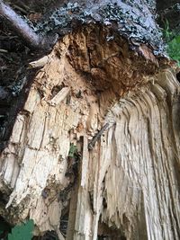 Low angle view of tree trunk