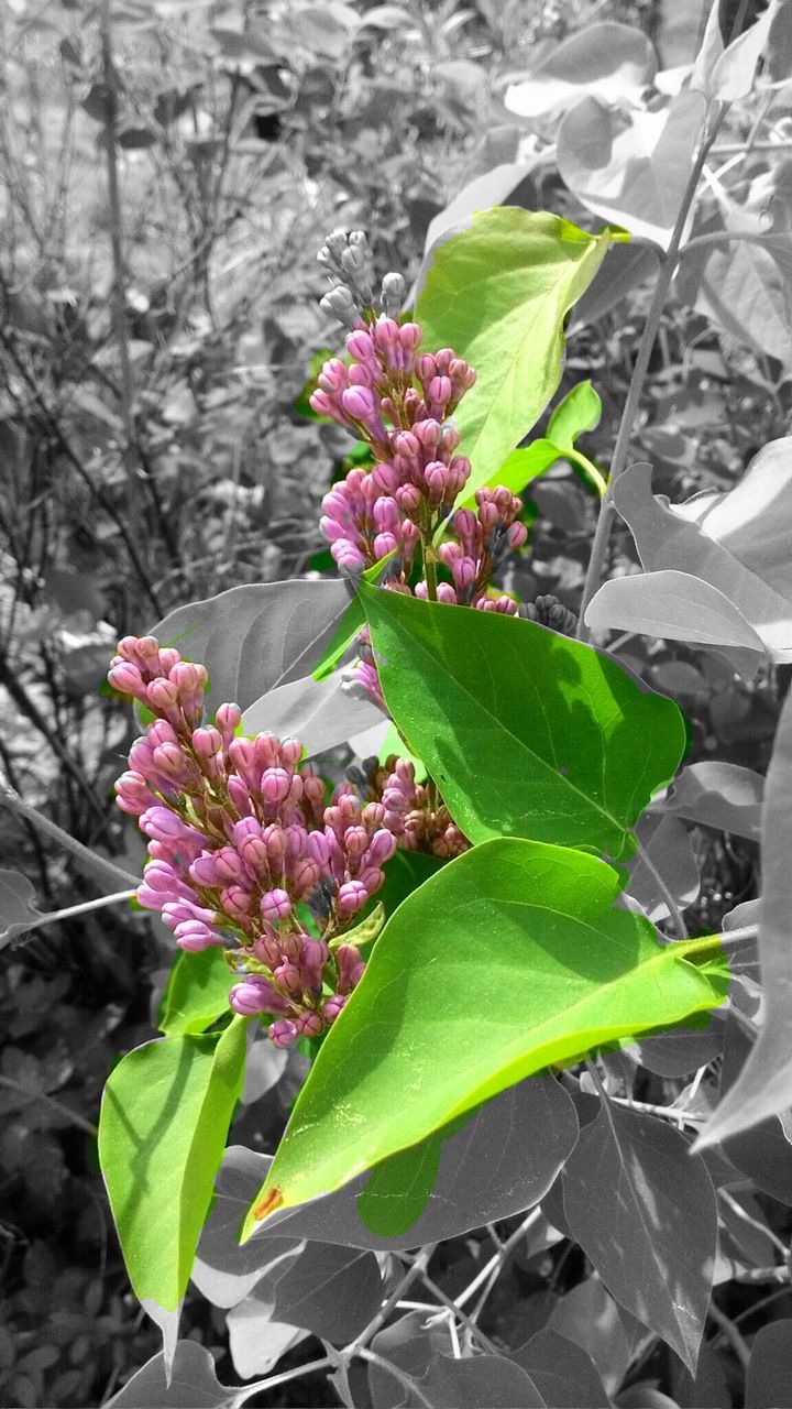 flower, leaf, growth, freshness, plant, fragility, petal, beauty in nature, nature, close-up, blooming, flower head, pink color, focus on foreground, green color, in bloom, outdoors, day, blossom, springtime