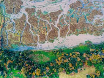 High angle view of plants growing on land