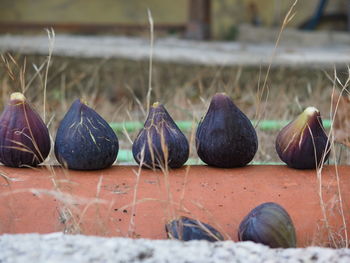 Close-up of figs arranged on floor