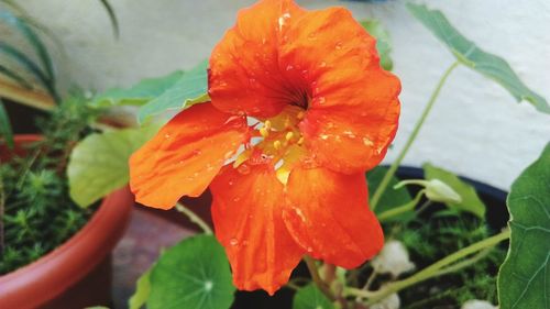 Close-up of raindrops on orange day