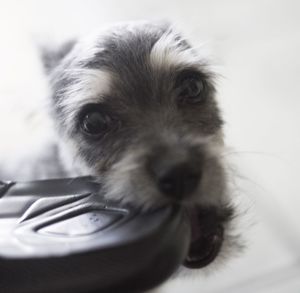 Close-up portrait of dog