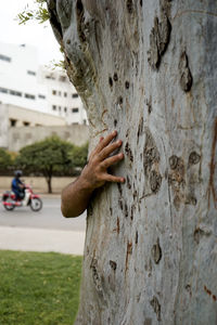 Close-up of hand on tree trunk