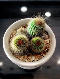Close-up of potted barrel cactuses on table