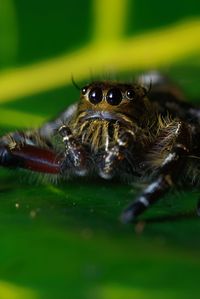 Close-up of spider