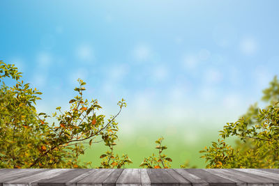 Plants growing by road against sky