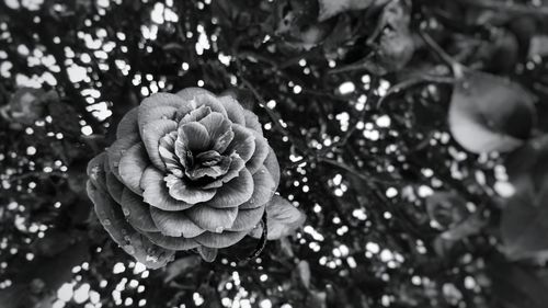 Close-up of flower growing on tree