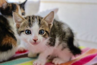 Close-up portrait of a cat