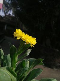 Close-up of yellow flower against blurred background