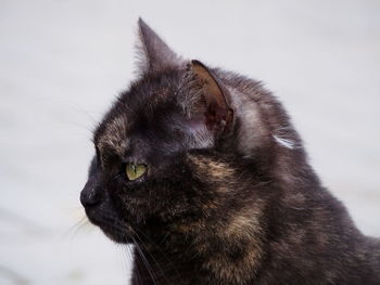 Close-up of black cat