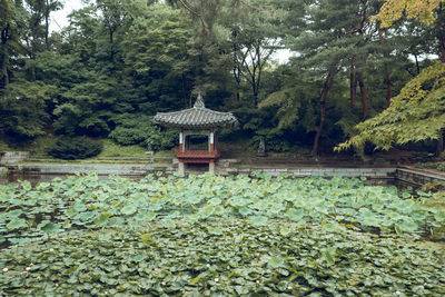 Plants growing on land by lake in forest