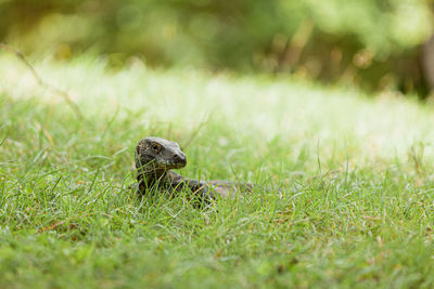 Close-up of a mushroom in field