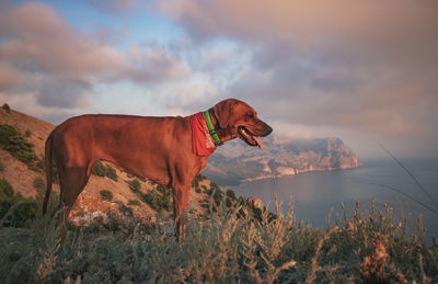 Side view of dog standing on mountain against sky