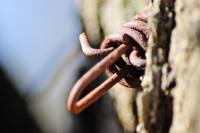 Close-up of rusty metal chain