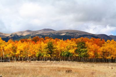 Scenic view of field against sky during autumn