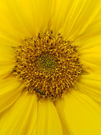 Full frame shot of yellow sunflower blooming outdoors