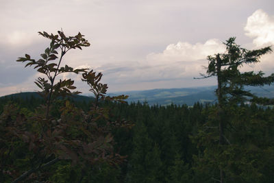 Plants growing on land against sky