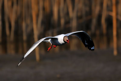 Close-up of bird flying
