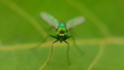 Close-up of insect on leaf