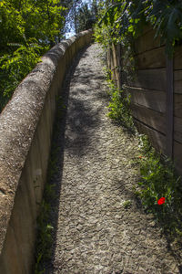 Footpath amidst flowering plants