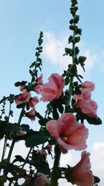 Low angle view of pink flowers blooming on tree against sky