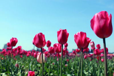 Close-up of red tulips blooming on field against sky