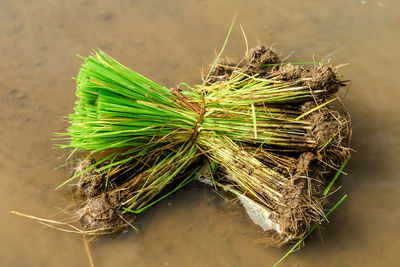 Close-up of plant