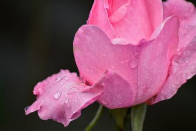 Close-up of pink flower