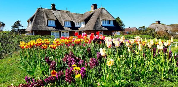 Flowers growing on field by building