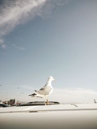 Seagull perching on shore against sky