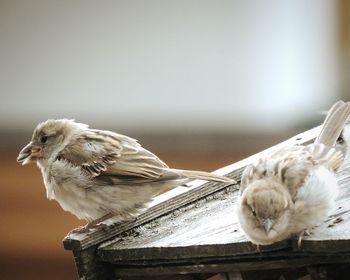 Close-up of bird perching outdoors